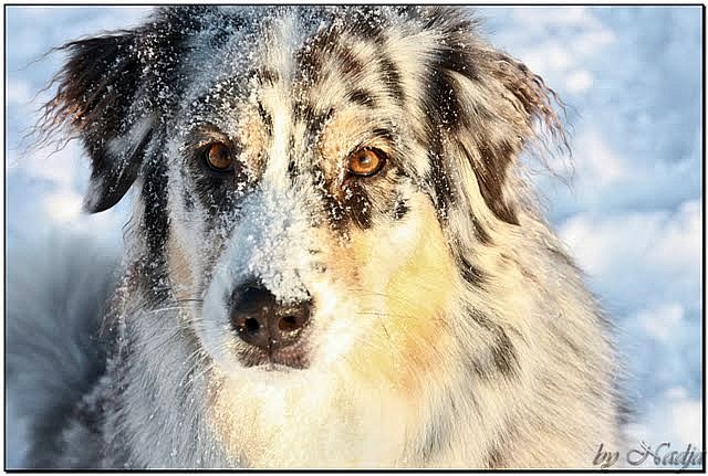 Schnee - Aussie