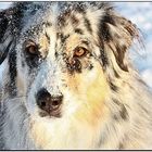 Schnee - Aussie