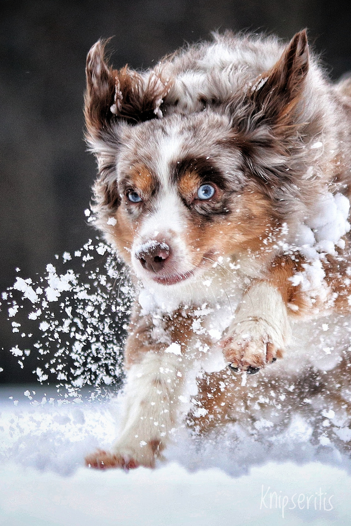 Schnee Aussie 