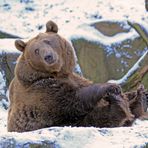 Schnee-Bär