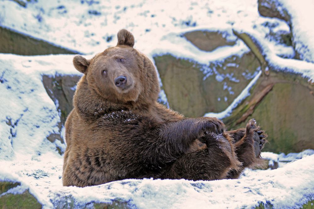 Schnee-Bär