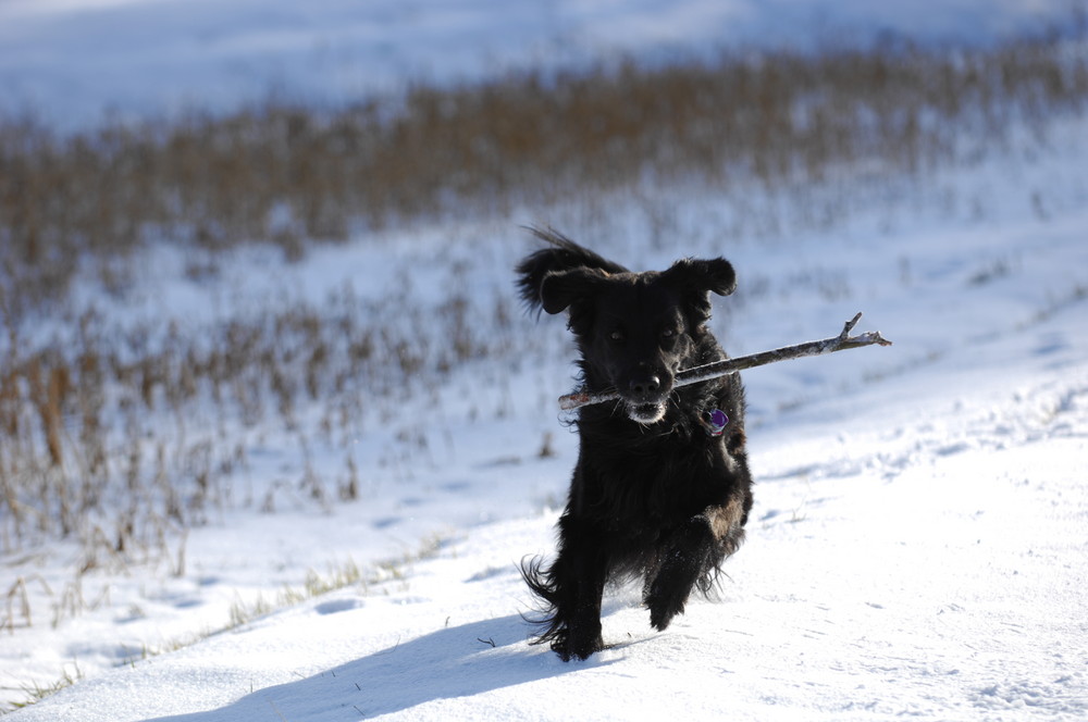 Schnee-Bär mit Stock