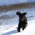 Schnee-Bär mit Stock