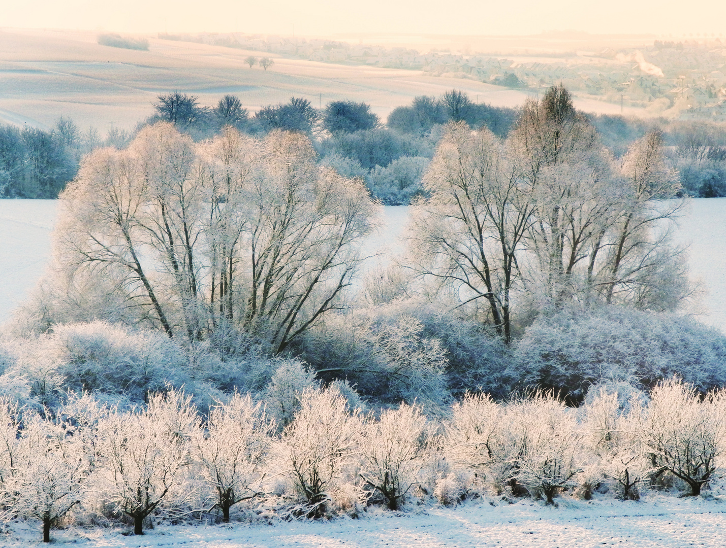 Schnee Bäume in Rheinhessen