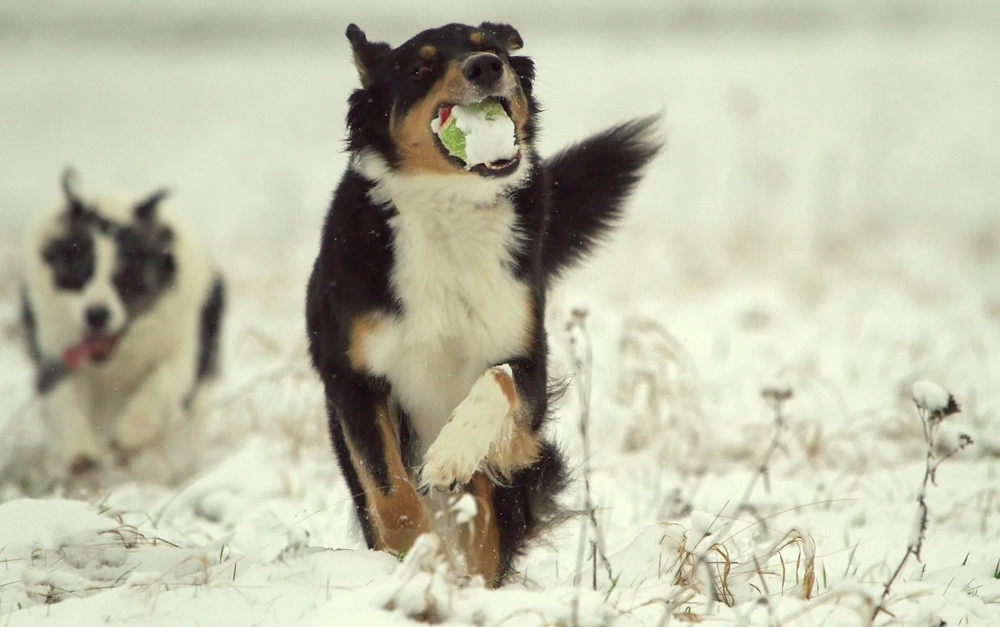 Schnee..... Ball