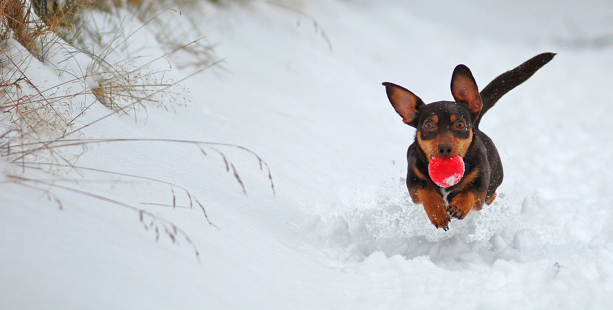 Schnee-Ball