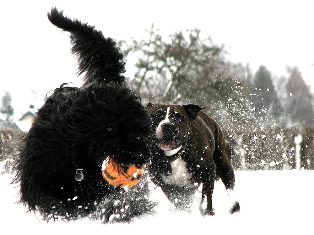 Schnee-Ball-Schlacht