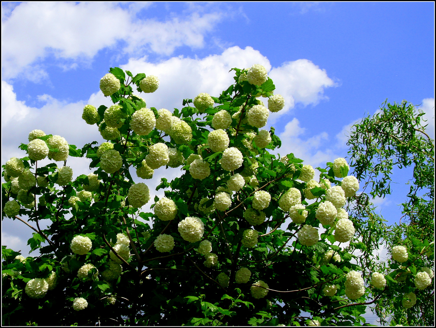 schnee-ball-schlacht