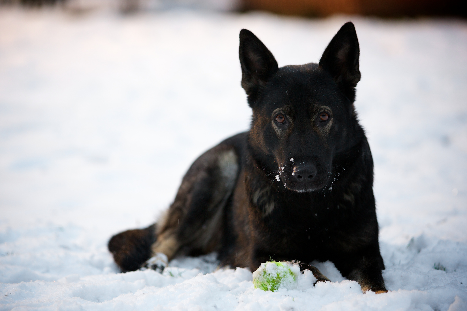 Schnee-Ball-Spiel