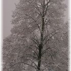 Schnee-Baum