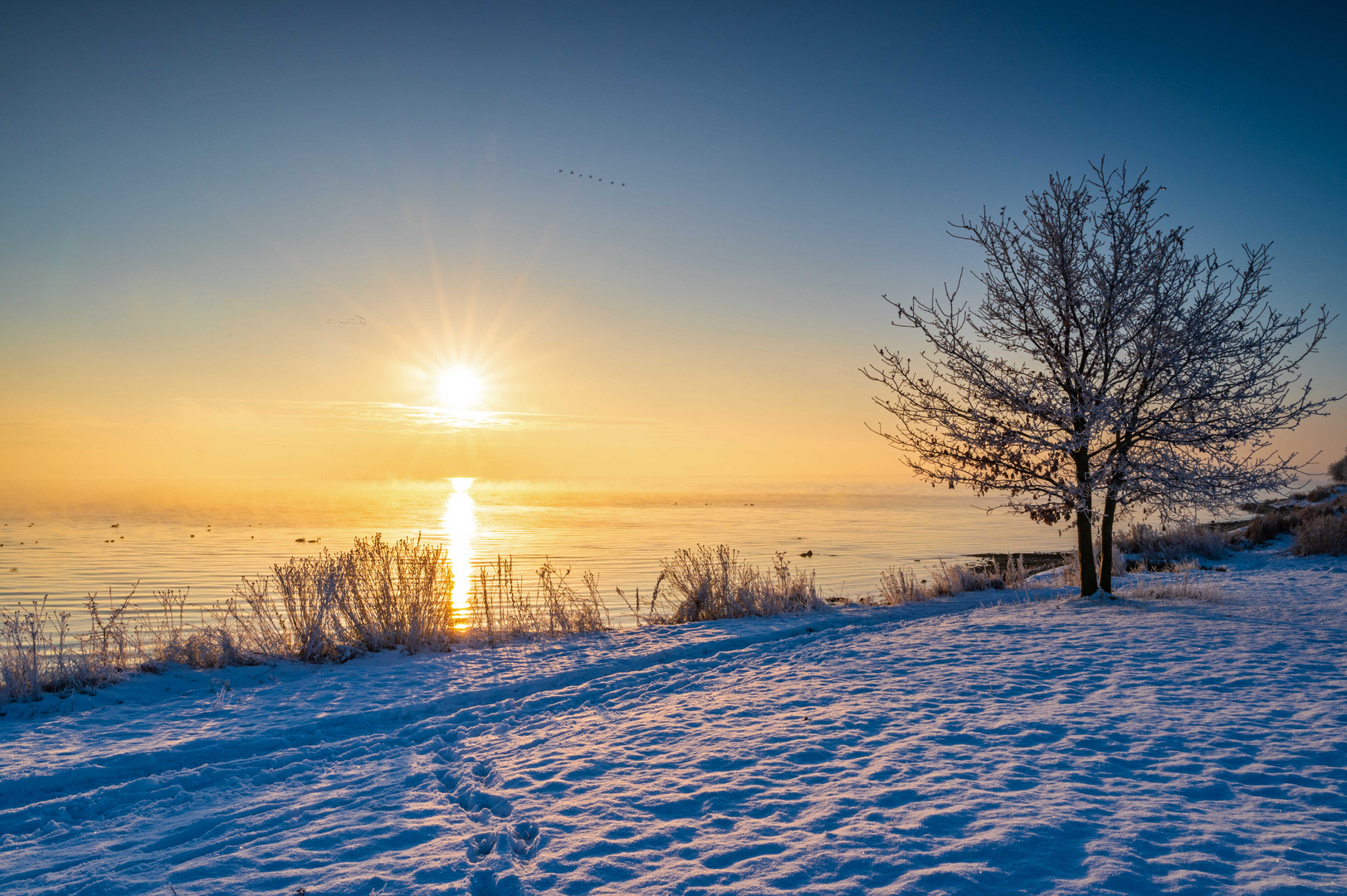 Schnee-Baum