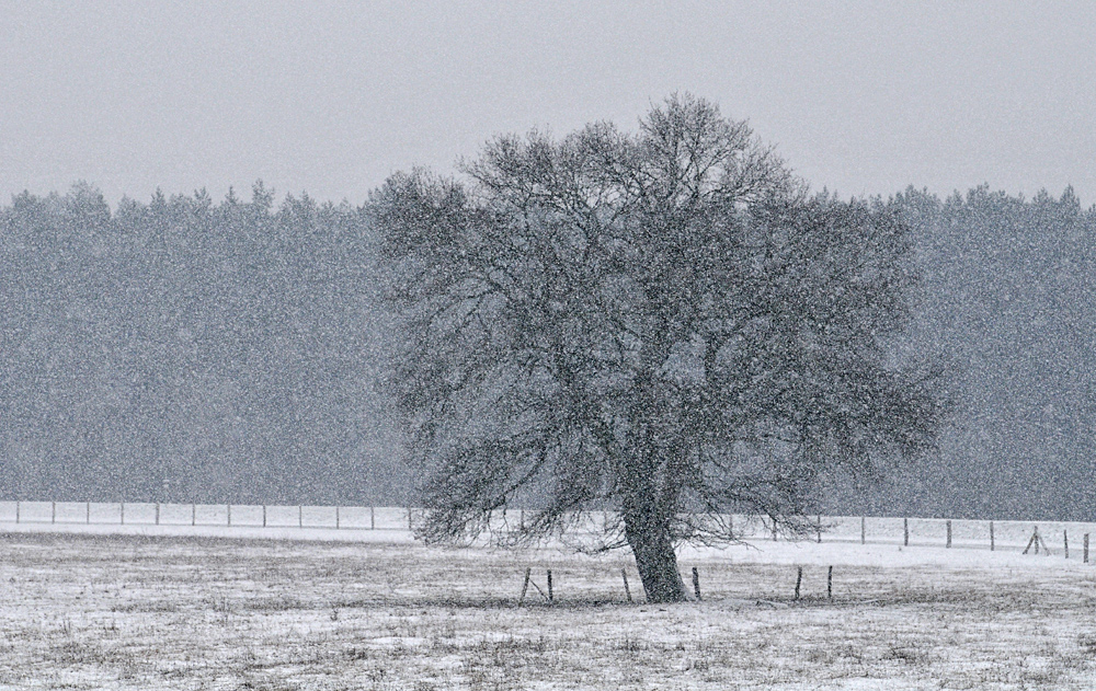 Schnee - Baum an der Sude