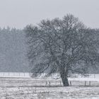 Schnee - Baum an der Sude