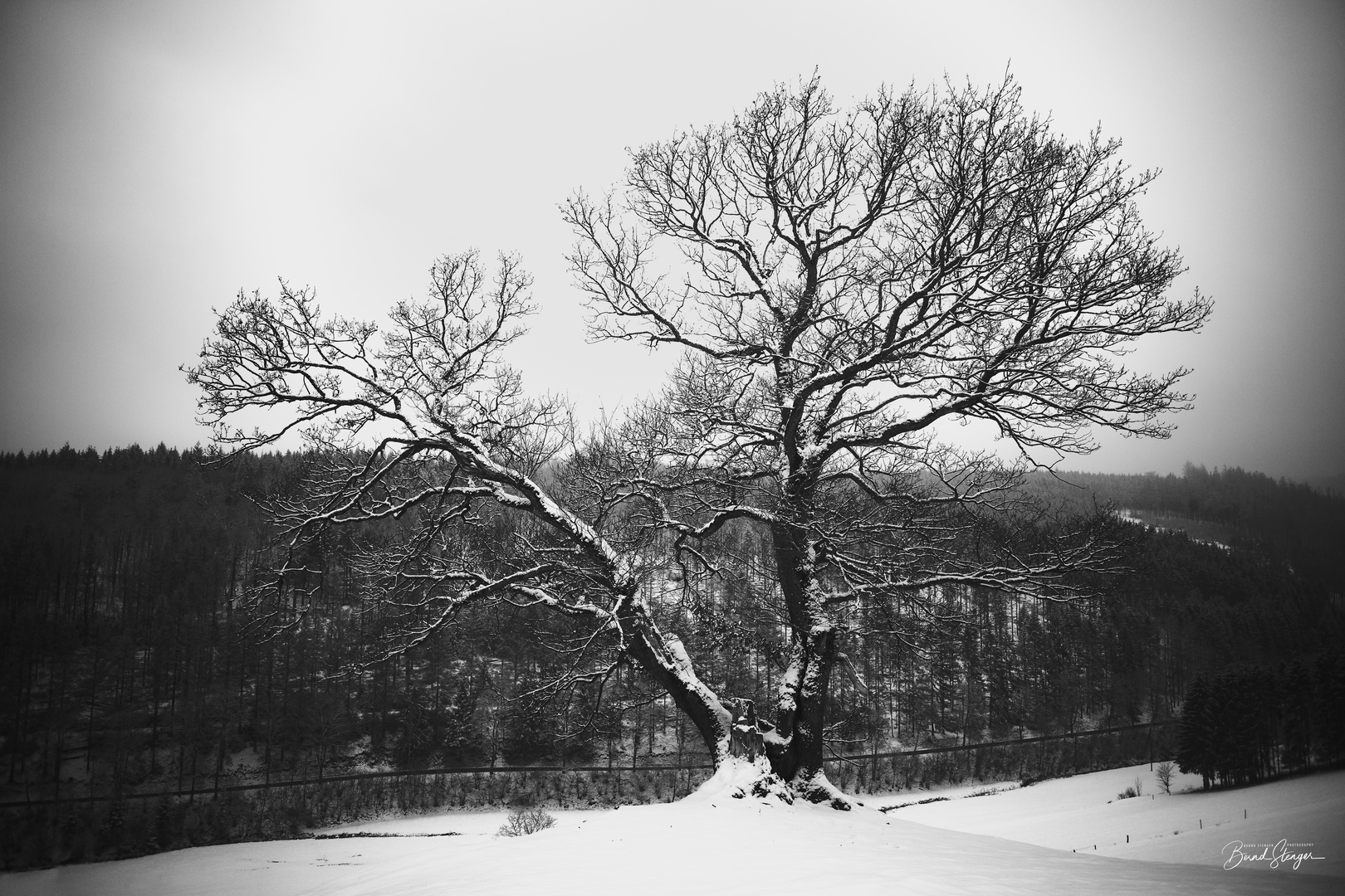 Schnee-Baum