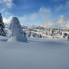 Schnee Baum