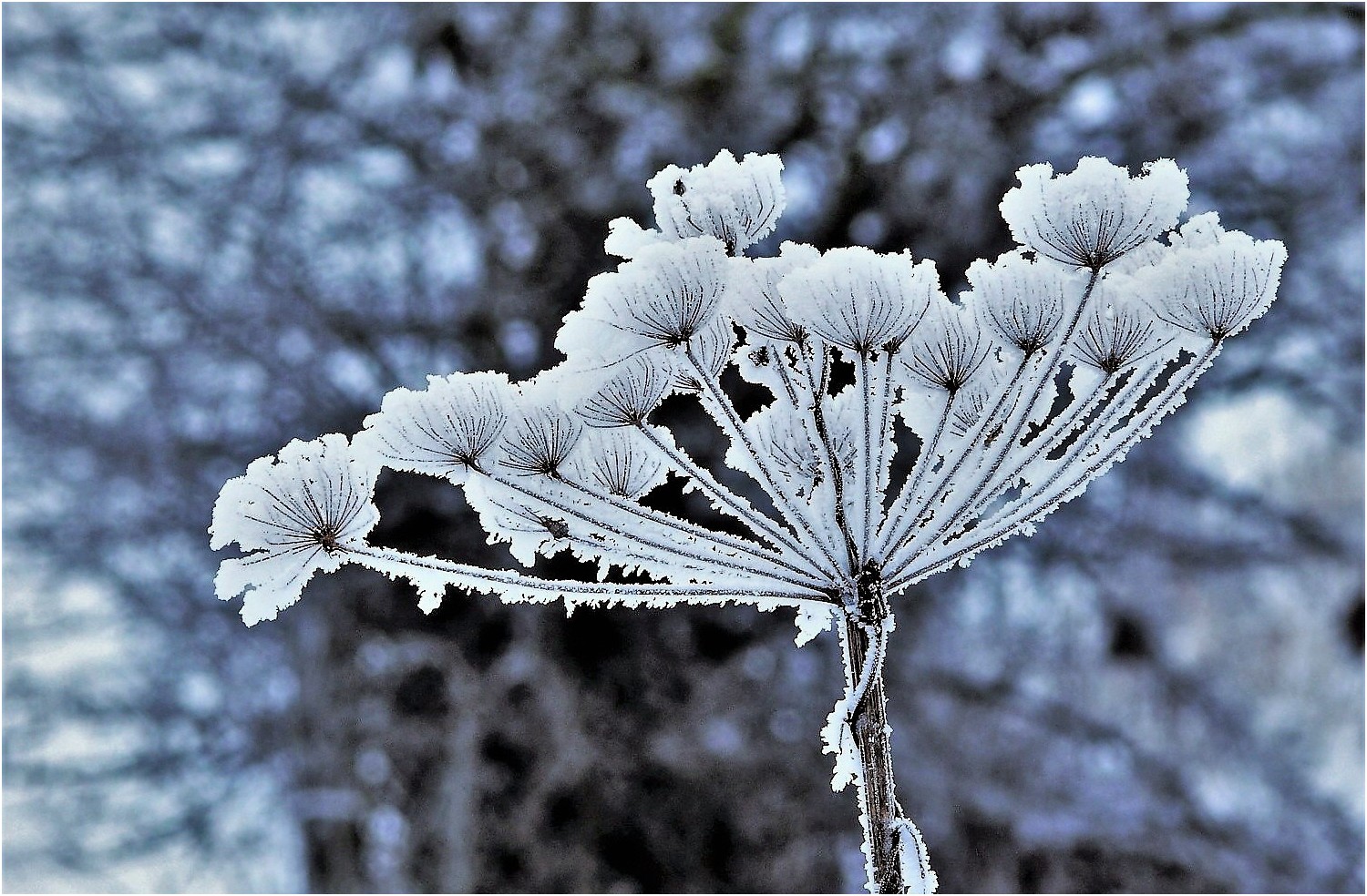 Schnee bedeckt