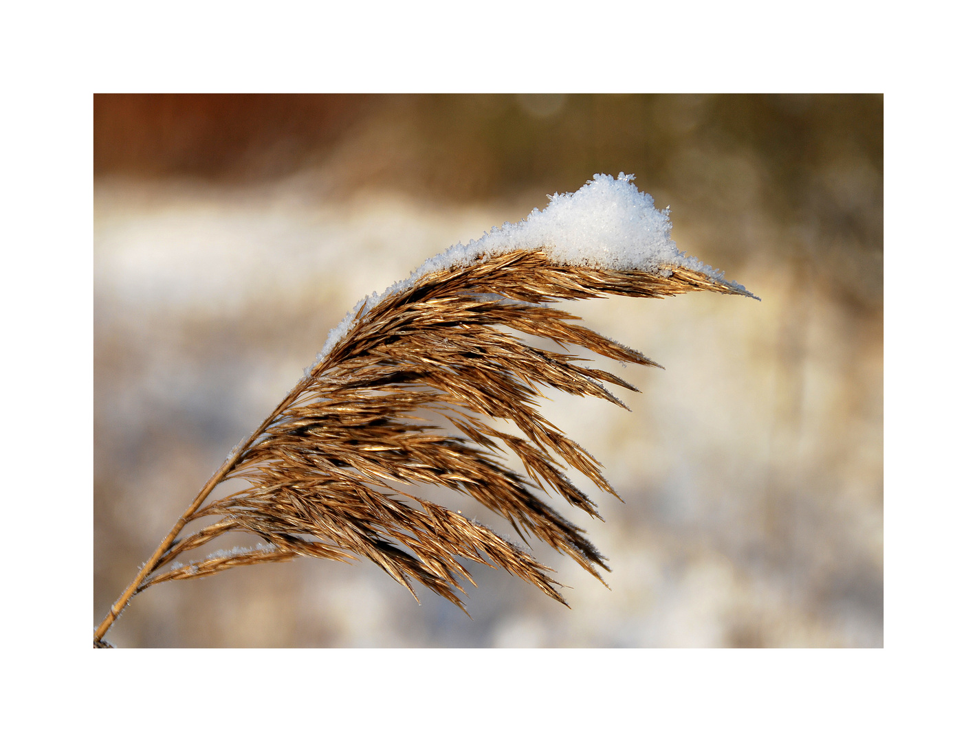 Schnee bedeckt