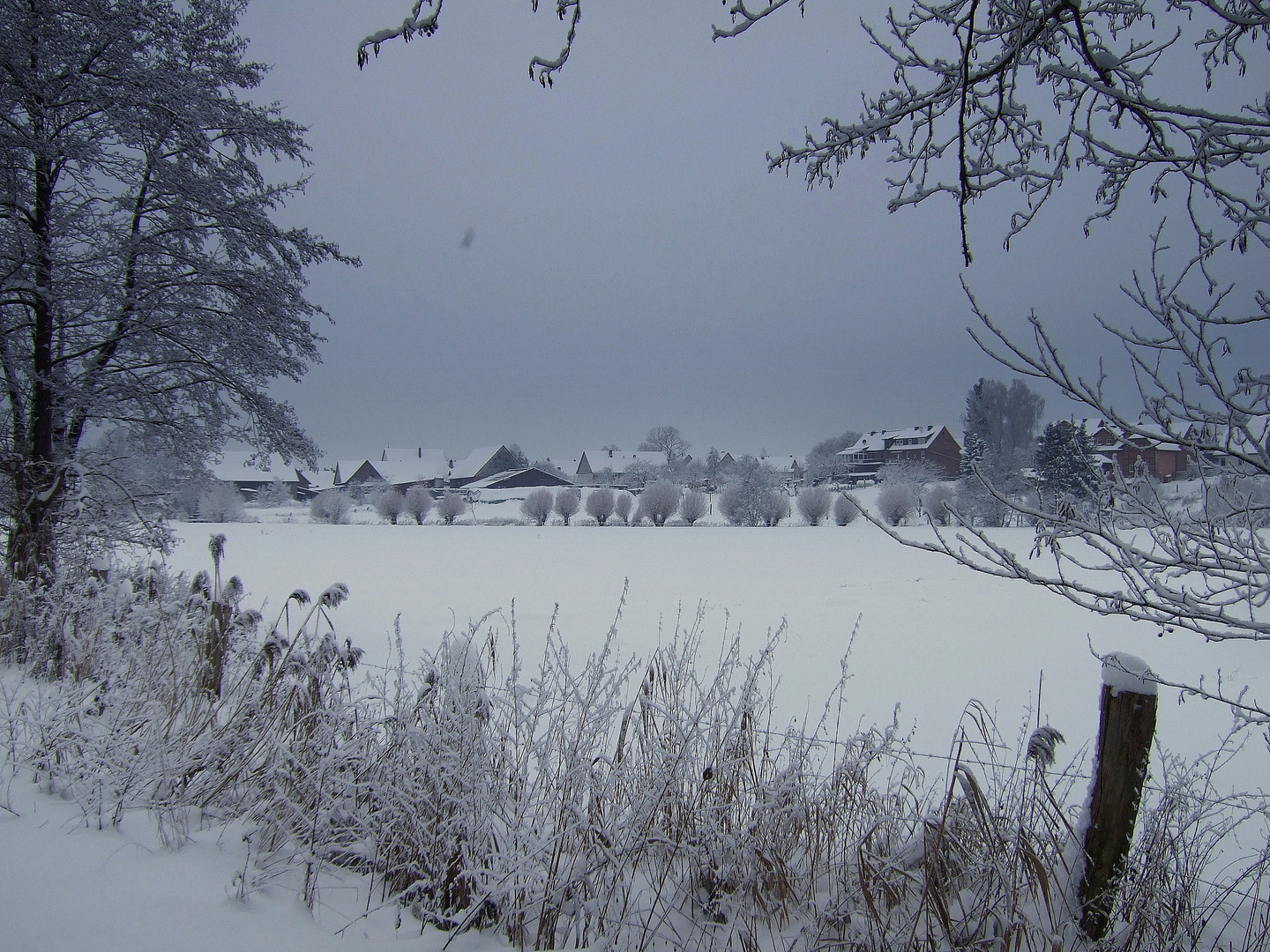 -Schnee bedeckte Kopfweiden-