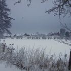 -Schnee bedeckte Kopfweiden-