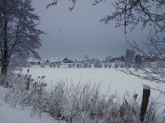 -Schnee bedeckte Kopfweiden-