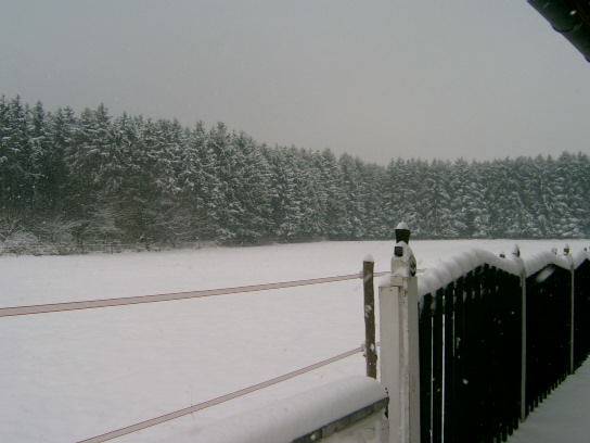 schnee bedeckter wald.....