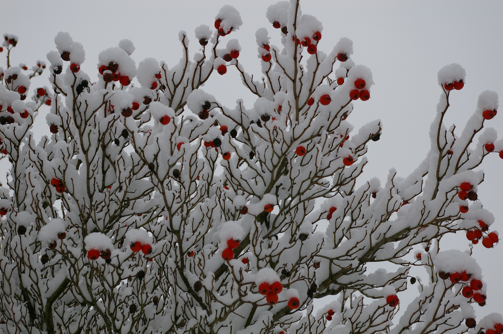 "Schnee-Beeren"