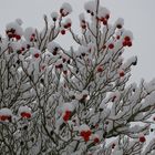 "Schnee-Beeren"