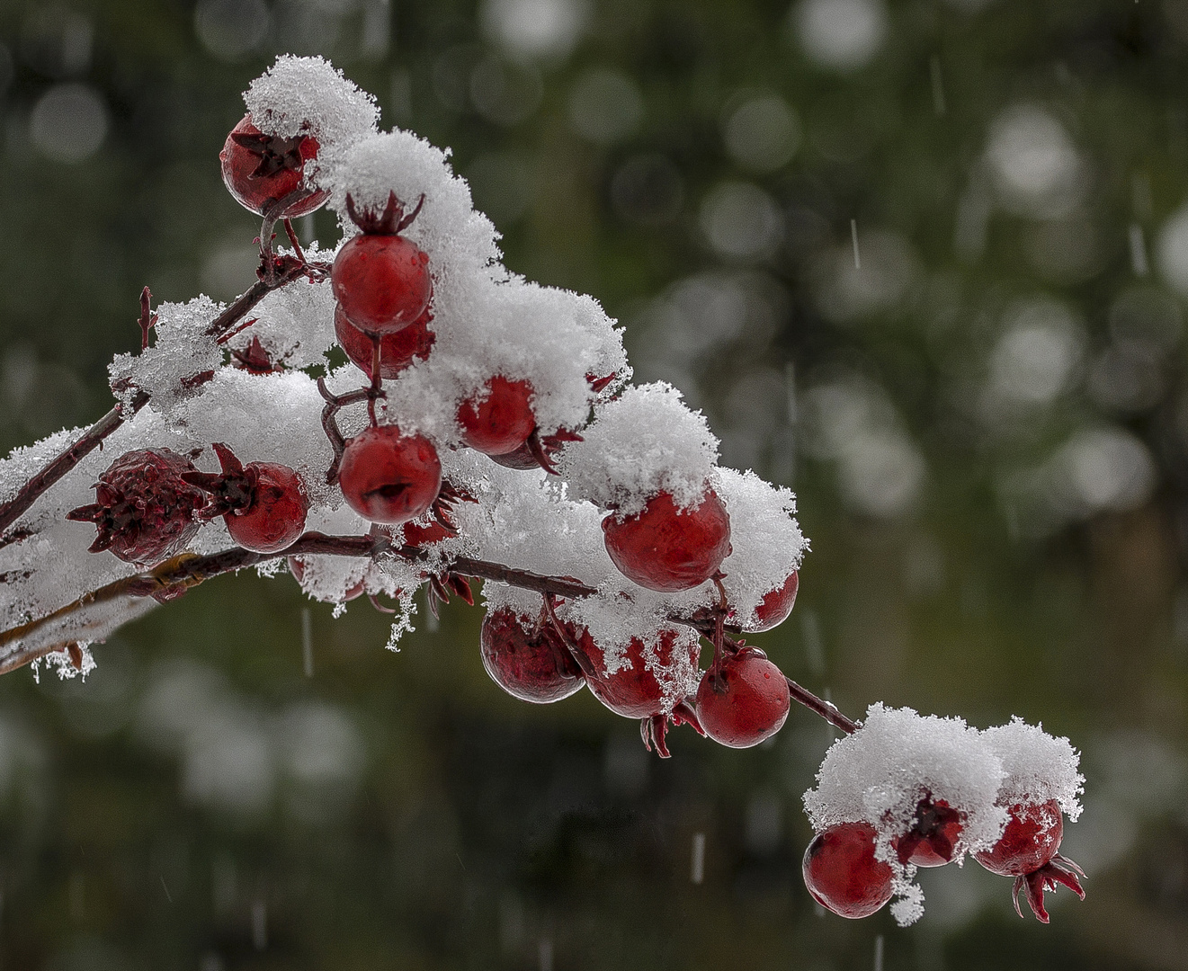 Schnee - Beeren... 