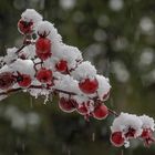 Schnee - Beeren... 