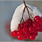 Schnee - Beeren