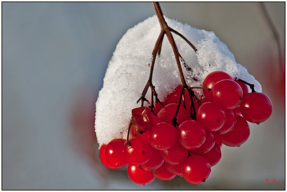 Schnee - Beeren