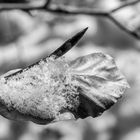 Schnee-Blatt