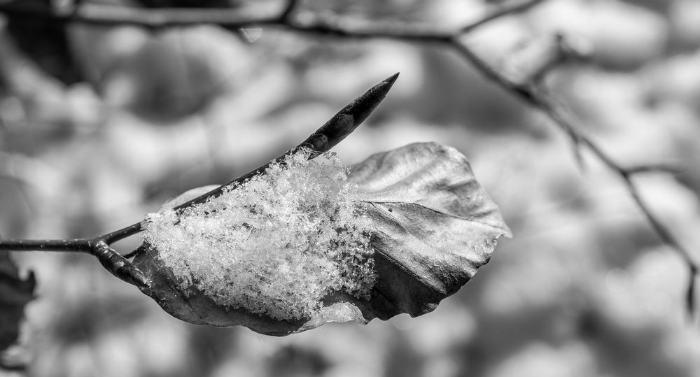 Schnee-Blatt