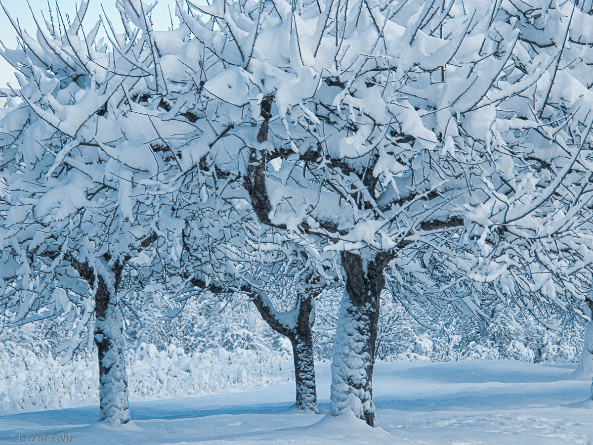 Schnee | Blau | Kalt