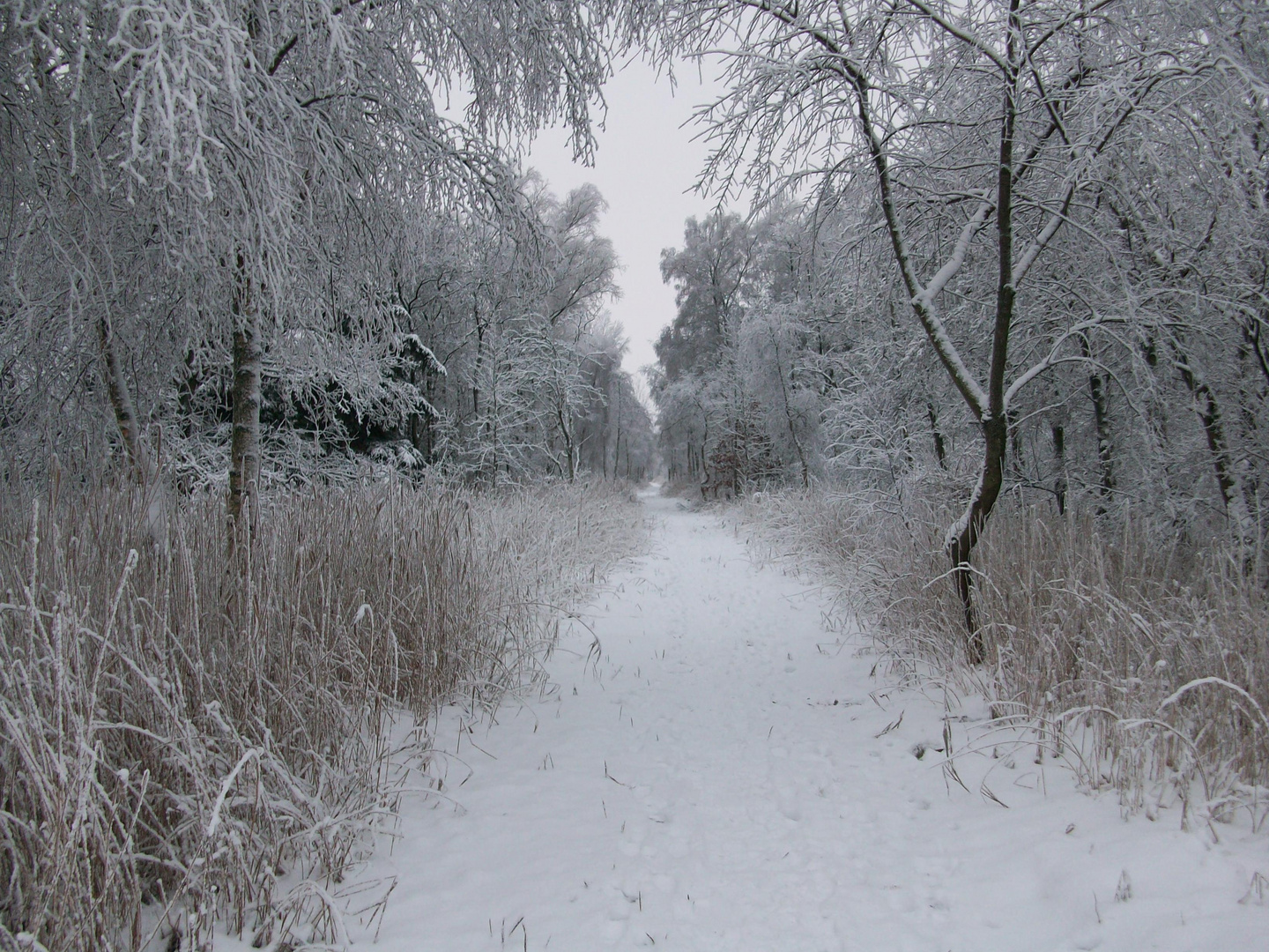 Schnee Blick