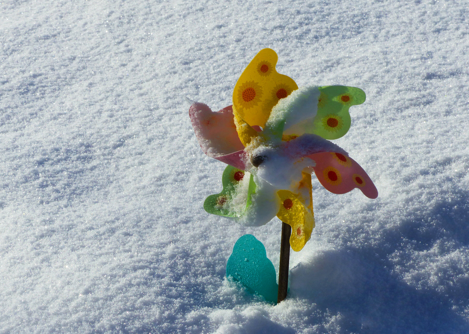 Schnee-Blümchen