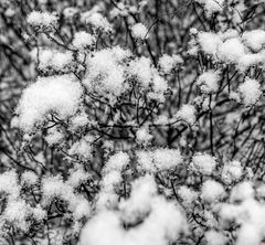Schnee-Blumen