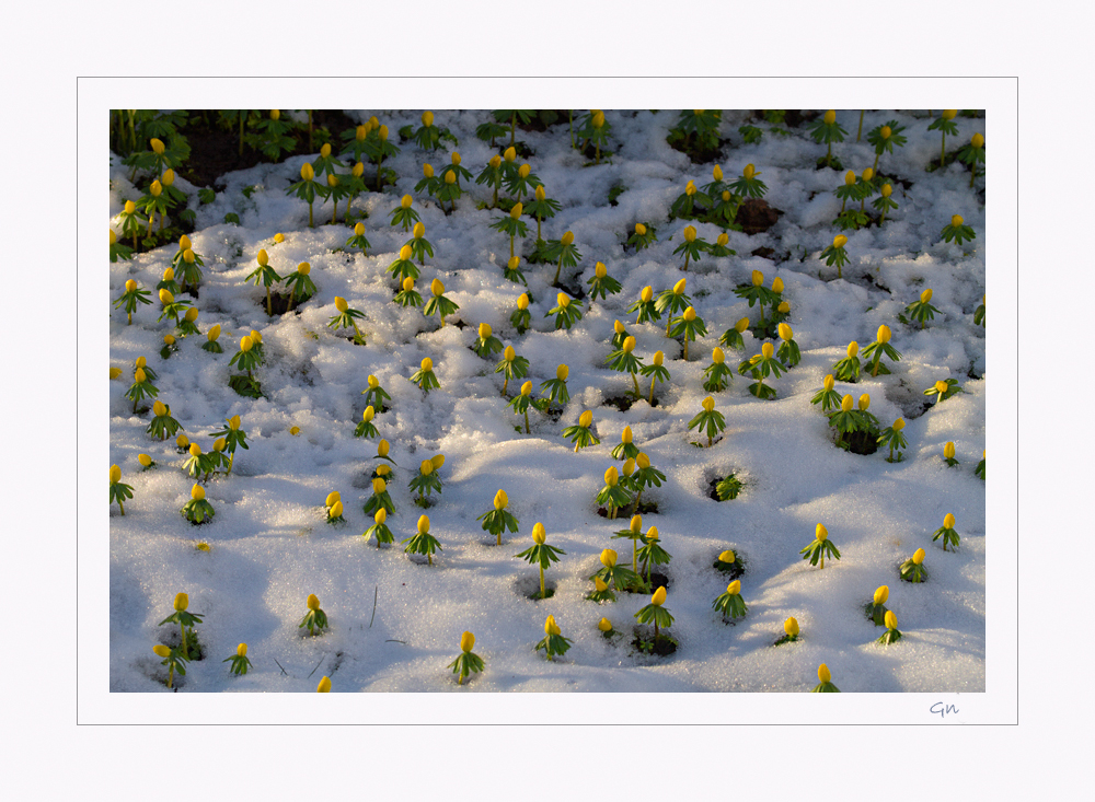 Schnee - Blumenwiese
