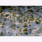 Schnee - Blumenwiese