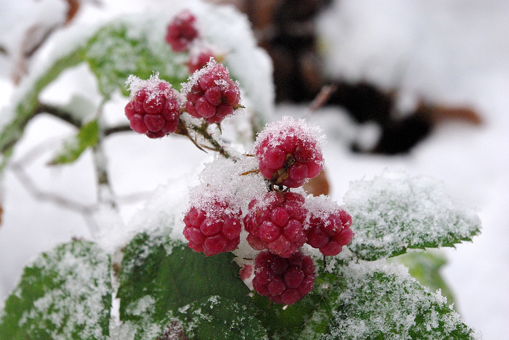 Schnee-Brombeeren