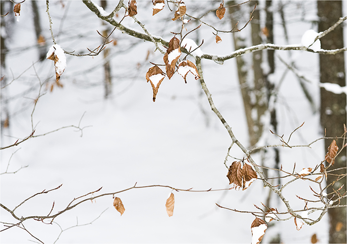 schnee-buche