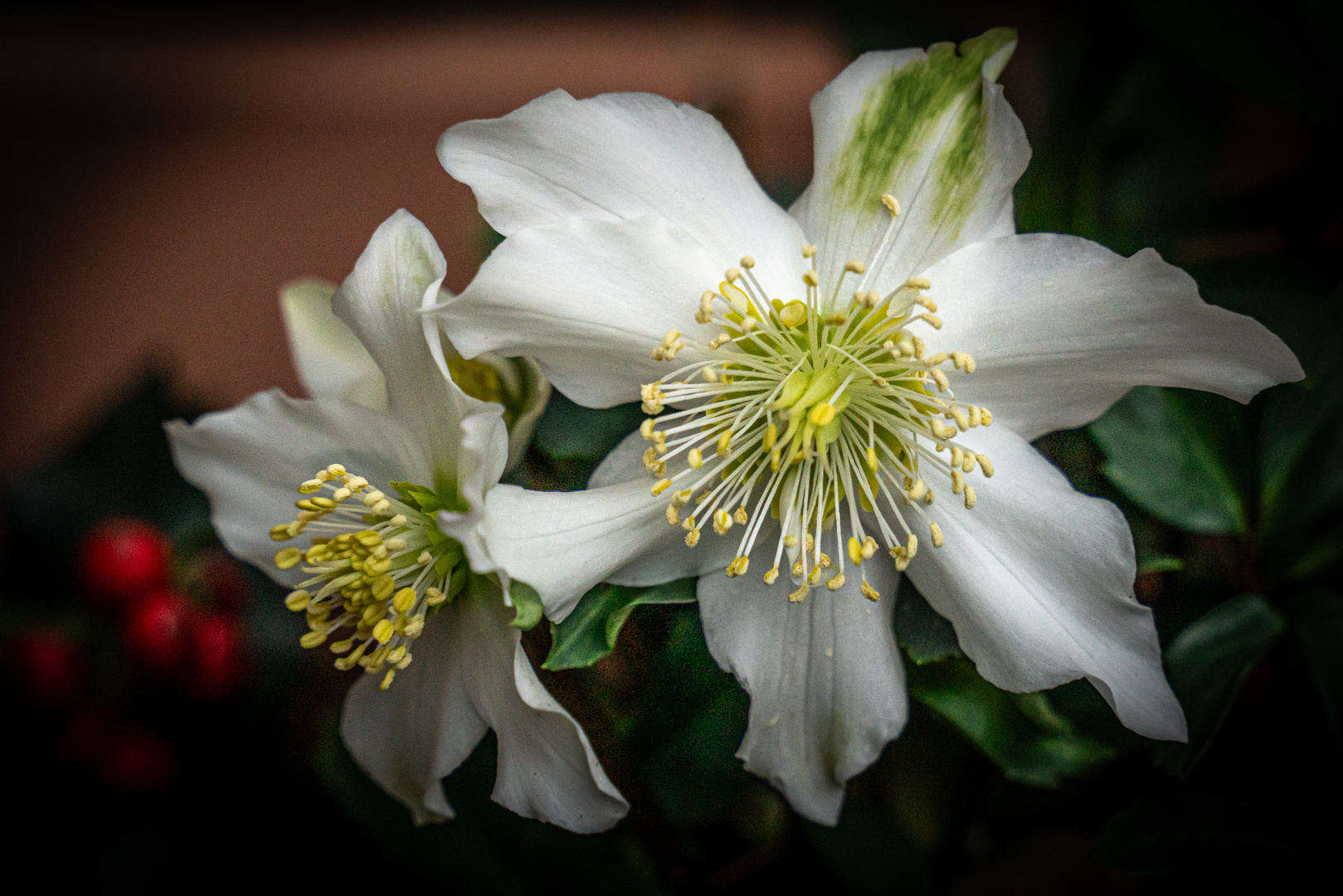 Schnee- bzw. Christrose