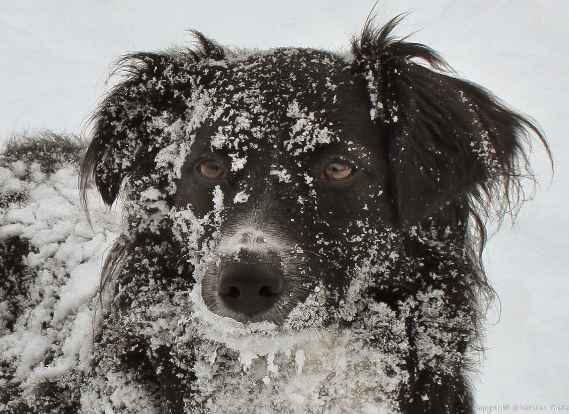 Schnee-Collie