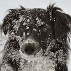 Schnee-Collie