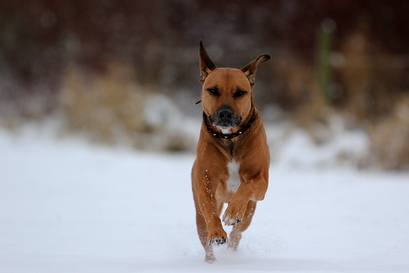 Schnee da freut sich der Hund Foto &amp; Bild tiere, haustiere