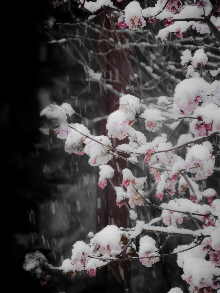 Schnee der auf Blüten fällt