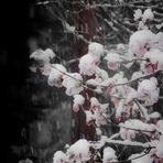 Schnee der auf Blüten fällt