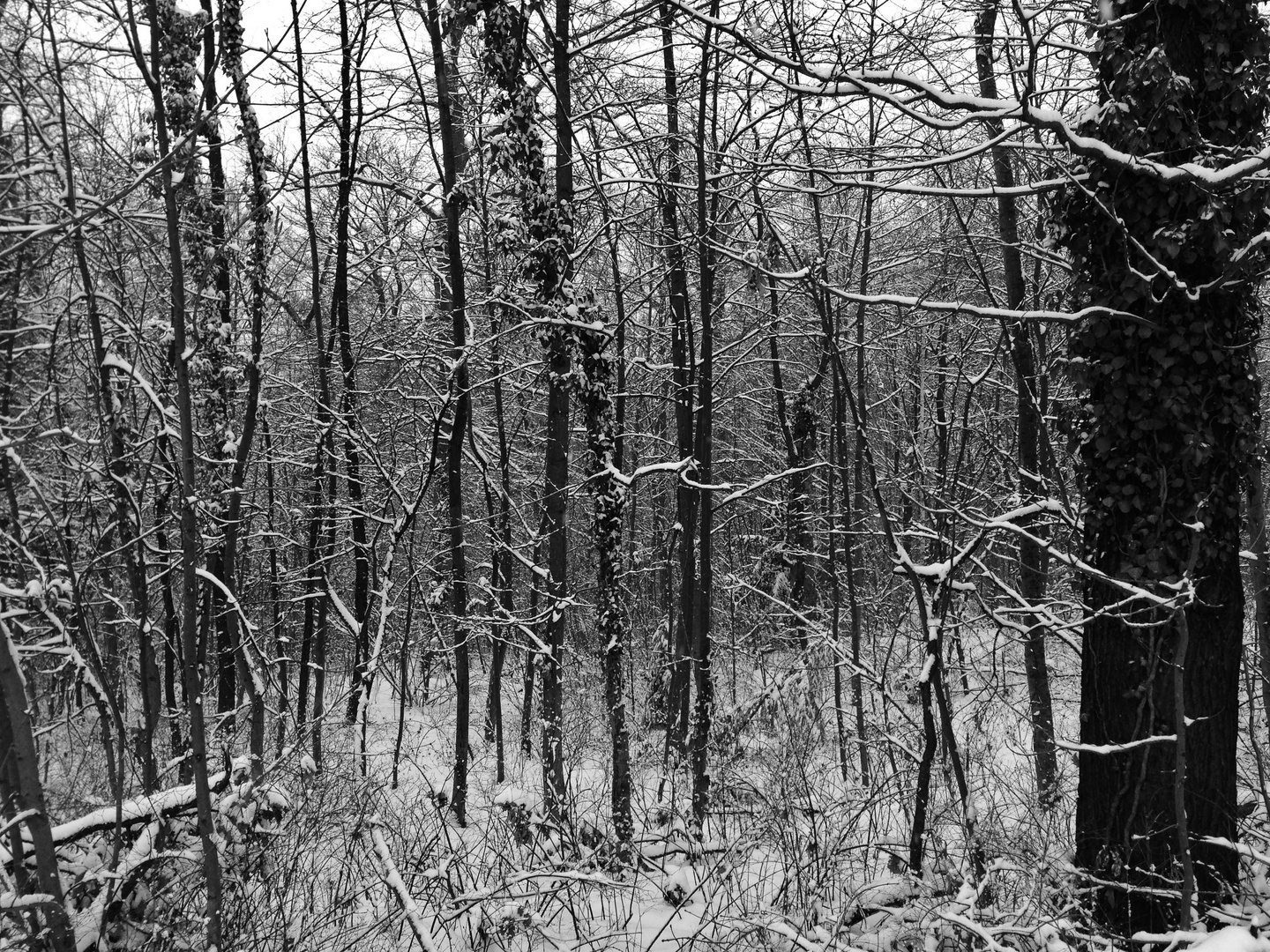 Schnee der auf die Bäume fiel