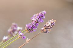 Schnee der auf Lavendel fällt....