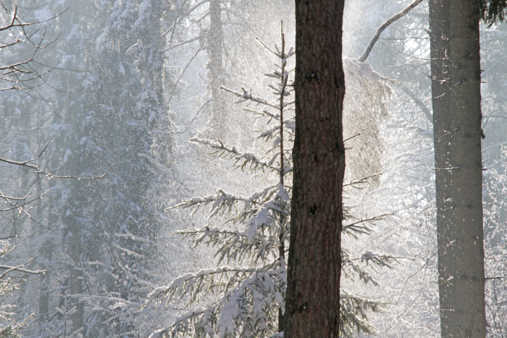 Schnee, der von den Bäumen fiel